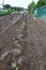 Chinese cabbage cultivation in the vegetable garden. Installation of bug repellent nets.