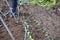 Chinese cabbage cultivation in the vegetable garden. Installation of bug repellent nets.