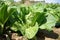 Chinese cabbage, leafy vegetable in production field