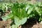 Chinese cabbage outdoor production field