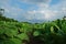 Chinese cabbage production field