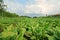 Chinese cabbage production field