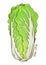 Chinese Cabbage Vegetable Hand Drawing