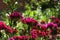 Chinese carnation in the garden. Flowering carnations