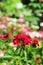 Chinese carnation in the garden. Flowering carnations