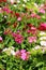 Chinese carnation in the garden. Flowering carnations