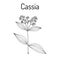 Chinese cassia Cinnamomum cassia , medicinal plant.