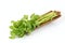 Chinese celery, Celery, Smaltage (Apium graveolens Linn.)