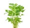 Chinese Celery isolated on white background