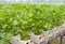 Chinese celery vegetables plantation