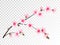 Chinese cherry branch with flowers illustration.