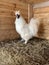 Chinese chicken breed - Silkie