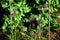 Chinese chive ( Allium tuberosum ) seeds. Amaryllidaceae perennial vegetables.