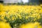 Chinese chrysanthemum flowers