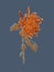 Chinese chrysanthemum. Single Orange Chrysanthemum flower drawing on Blue