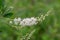 Chinese Clethra fargesii spike with white flowers