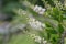 Chinese Clethra fargesii spikes with white flowers and buds