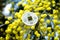 Chinese coin Chinese coin on the background of mimosa. Mimosa. Mimosa flowers. Yellow flowers. Spring flowers. A sprig of mimosa.