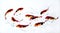 Chinese colorful painting  Good luck goldfish,Carp, crucian,