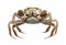 Chinese crab isolated on white background