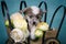 Chinese crested cute puppy sitting in a cart with flowers