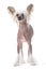 Chinese crested dog