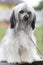 Chinese crested dog