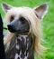 Chinese crested dog