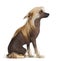 Chinese Crested Dog, 9 months old, sitting