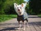 Chinese crested dog in beautiful clothes on the footpath in the Park