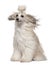 Chinese Crested Dog with hair in the wind