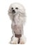 Chinese Crested Dog with hair in the wind