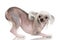 Chinese Crested Dog - Hairless