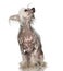 Chinese Crested Dog - Hairless