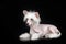 Chinese crested dog incredible portrait of a pet on a black background