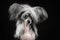 Chinese crested dog incredible portrait of a pet on a black background