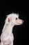 Chinese crested dog incredible portrait of a pet on a black background