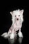 Chinese crested dog incredible portrait of a pet on a black background