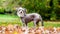 Chinese Crested Dog looking backwards over shoulder in autumn fall leaves