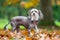 Chinese Crested Dog looking at the camera in autumn fall leaves