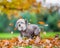 Chinese Crested Dog looking sad in falling autumn fall leaves