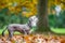 Chinese Crested Dog looking to the side from the side in autumn fall leaves