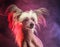 Chinese Crested Dog Portrait with Artistic Flair in Studio