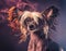 Chinese Crested Dog Portrait with Artistic Flair in Studio