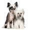 Chinese Crested Dog - Powderpuff