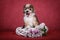 Chinese crested dog puppy on a white wreath with flowers