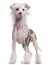 Chinese Crested dog, standing