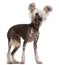 Chinese Crested Dog, standing