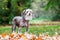 Chinese Crested Dog standing in autumn fall leaves in the countryside looking past camera