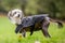 Chinese Crested Dog standing in the countryside in a coat looking over shoulder